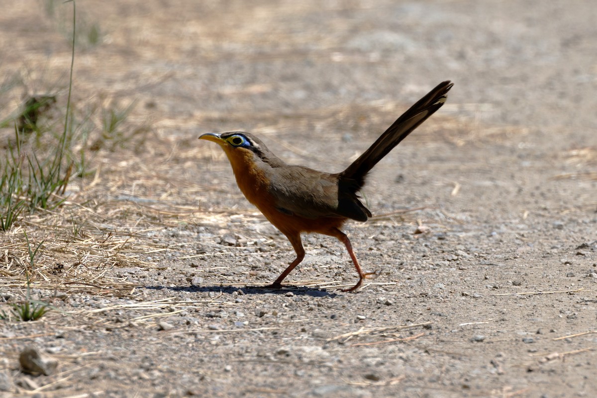 Lesser Ground-Cuckoo - ML625545583