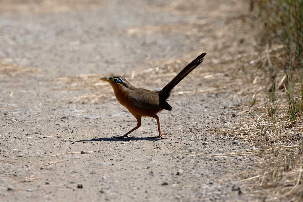 Lesser Ground-Cuckoo - ML625545584