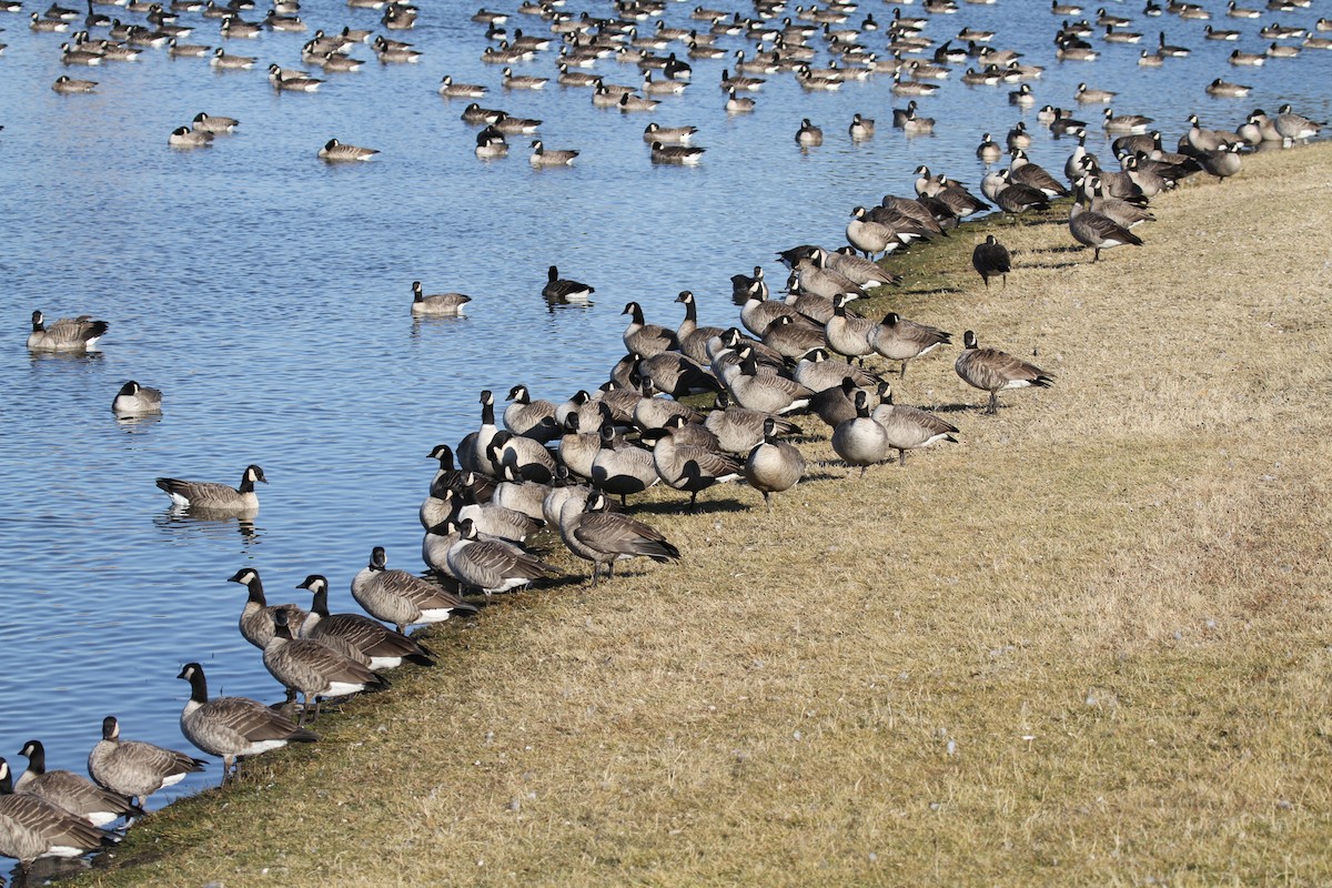 Cackling Goose - Geoffrey Urwin