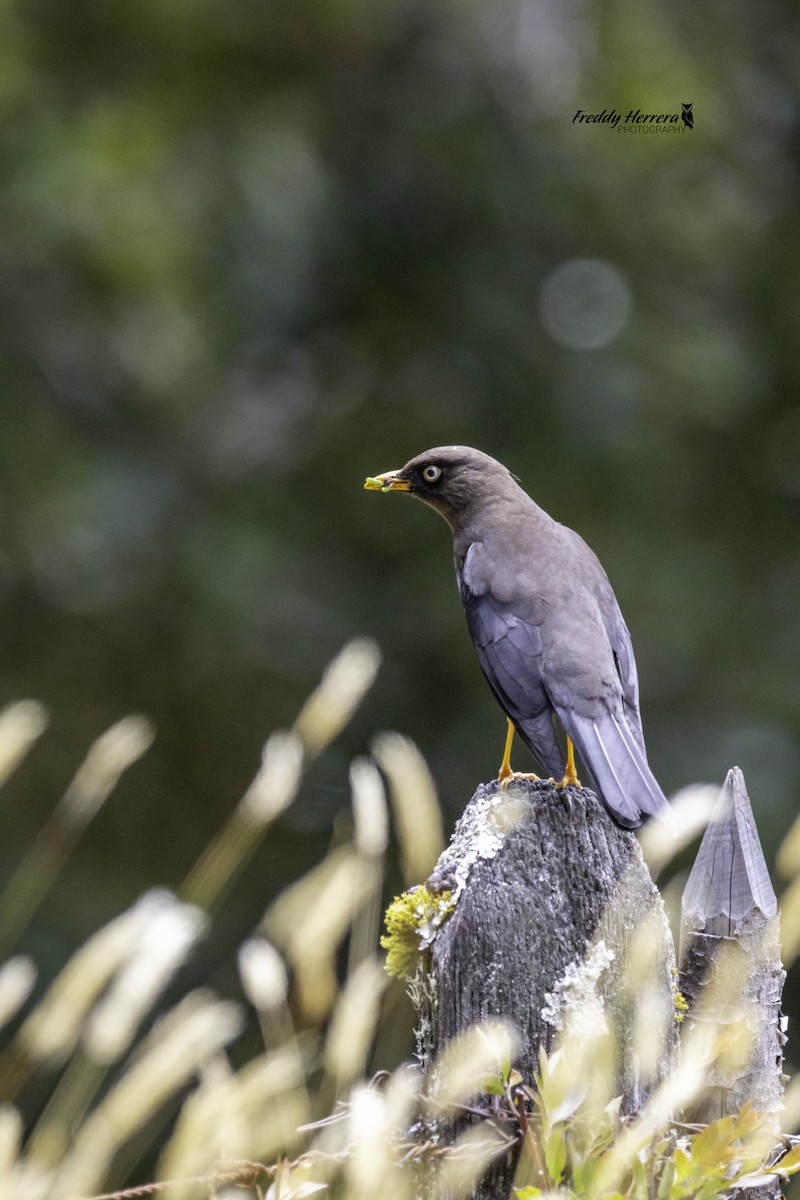 Sooty Thrush - ML625545811