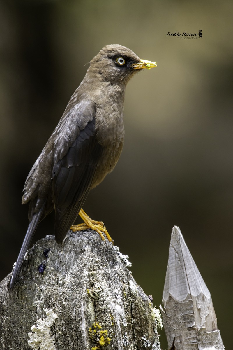 Sooty Thrush - ML625545812