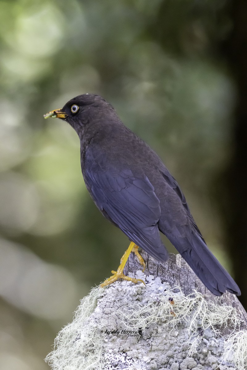 Sooty Thrush - ML625545813