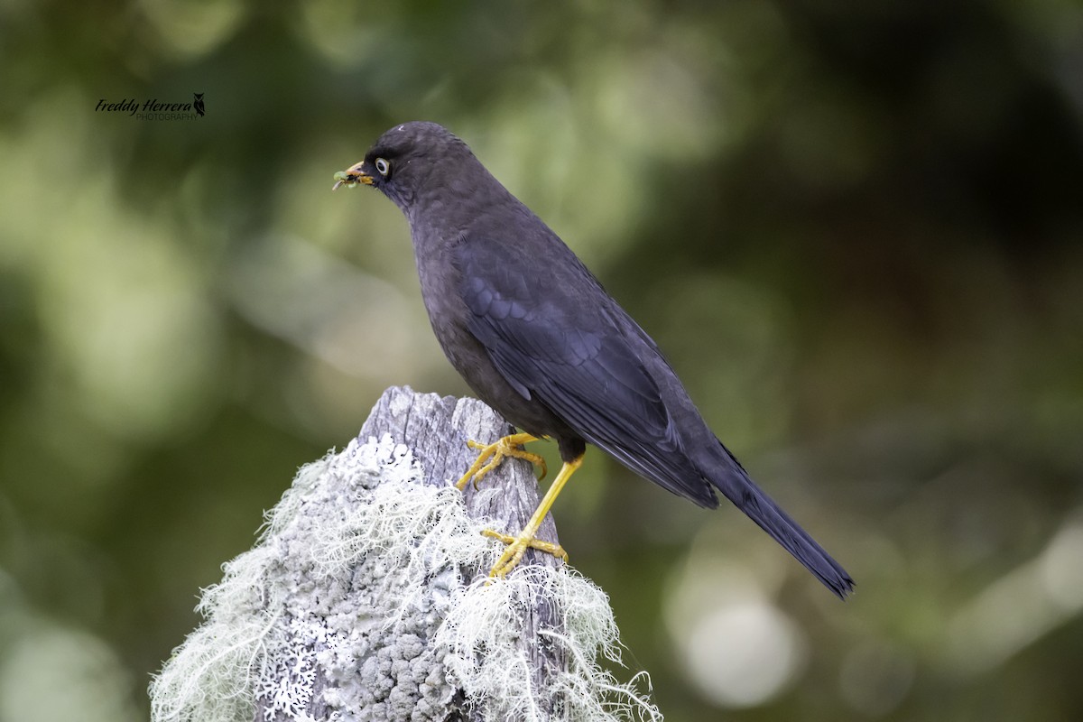 Sooty Thrush - ML625545814