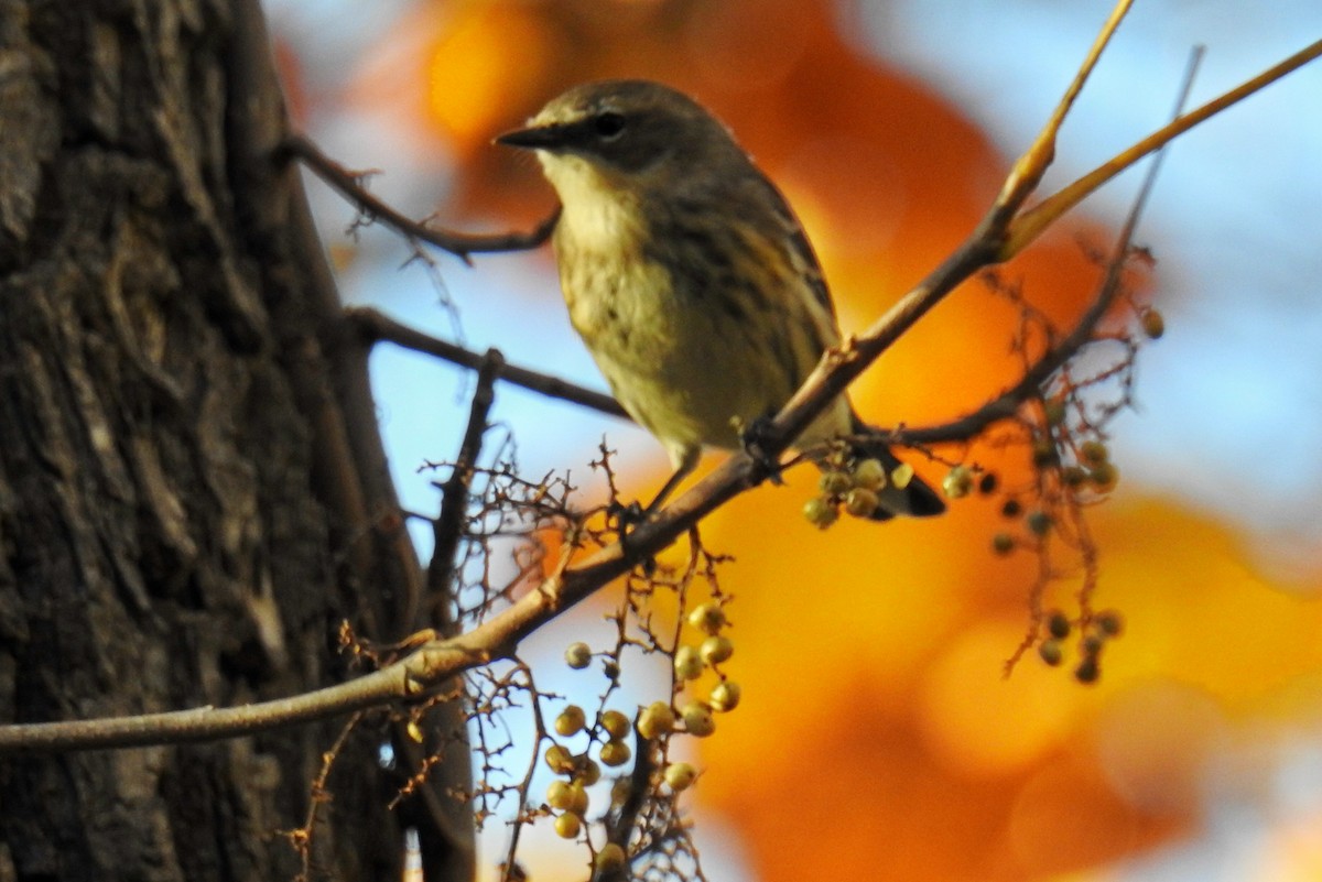 Yellow-rumped Warbler - ML625545839