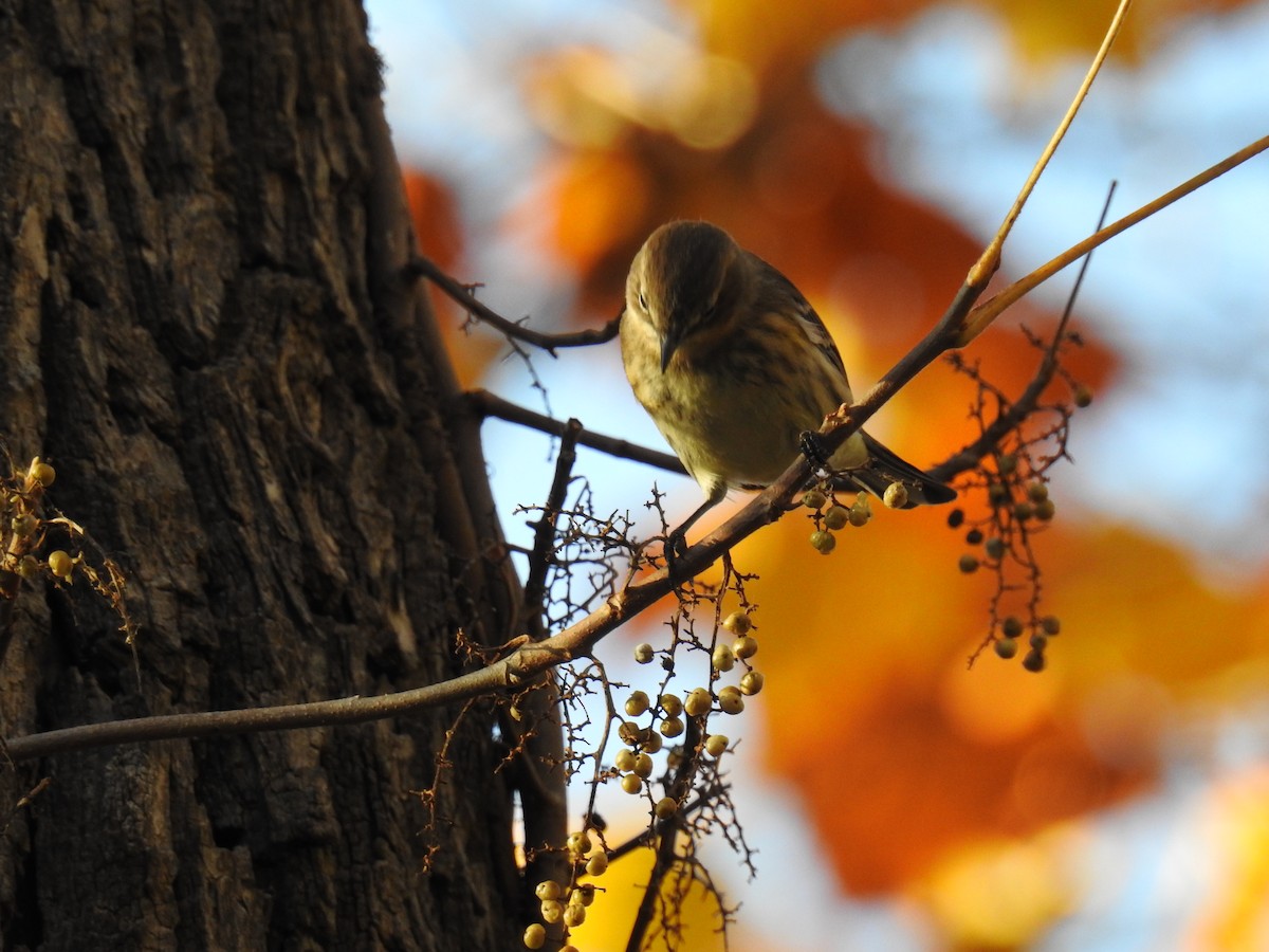 Yellow-rumped Warbler - ML625545840