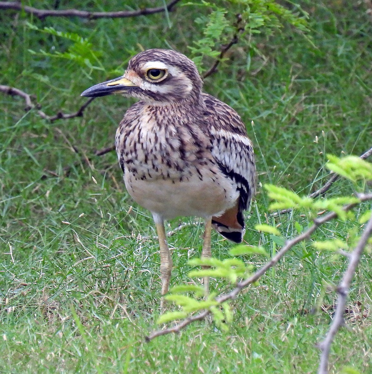 Indian Thick-knee - Simon Hitchen