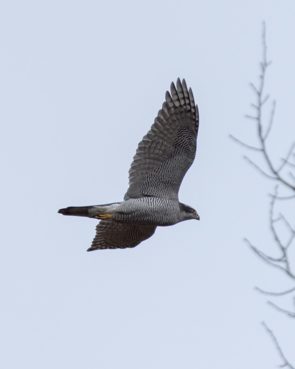 Eurasian Goshawk - ML625545913