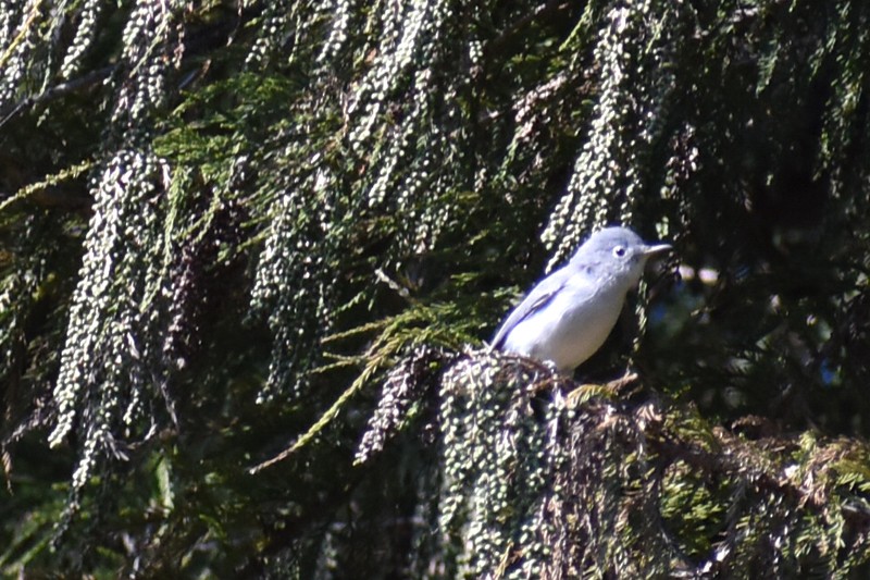 Blue-gray Gnatcatcher - ML625545934