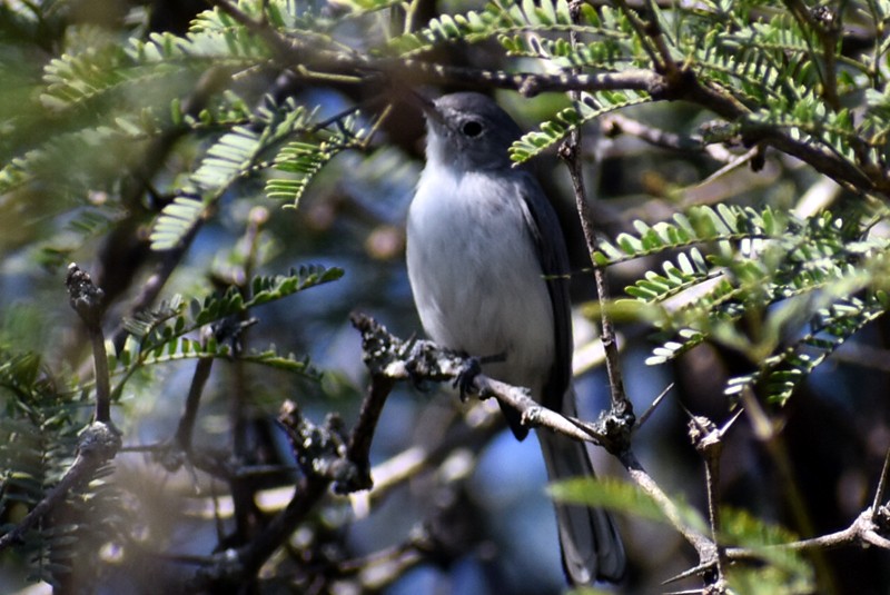 Blue-gray Gnatcatcher - ML625545951