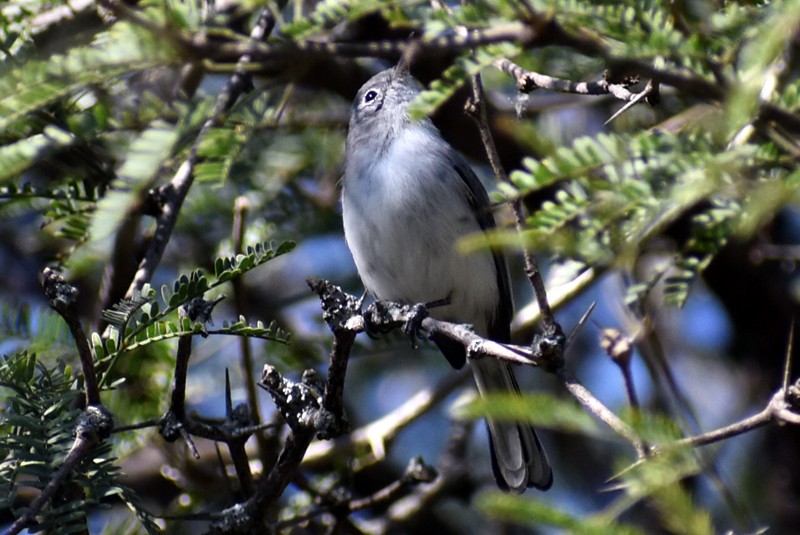 Blue-gray Gnatcatcher - ML625545952