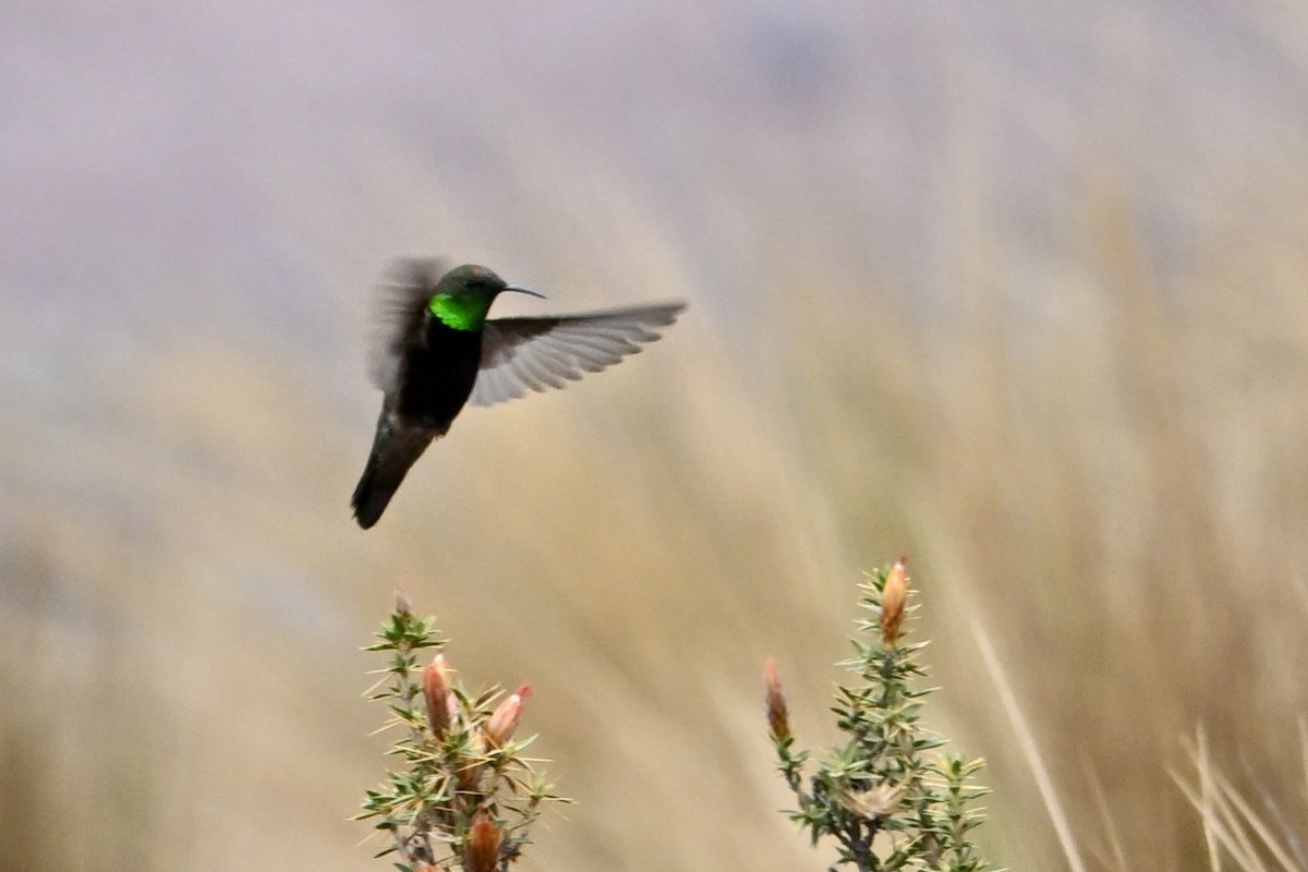 Black-breasted Hillstar - ML625546051