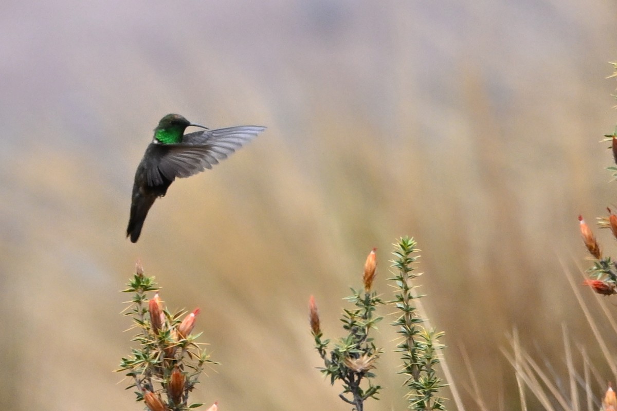 Black-breasted Hillstar - ML625546132