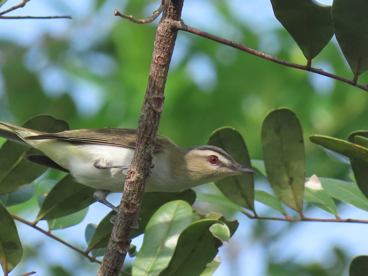 Red-eyed Vireo - ML625546186