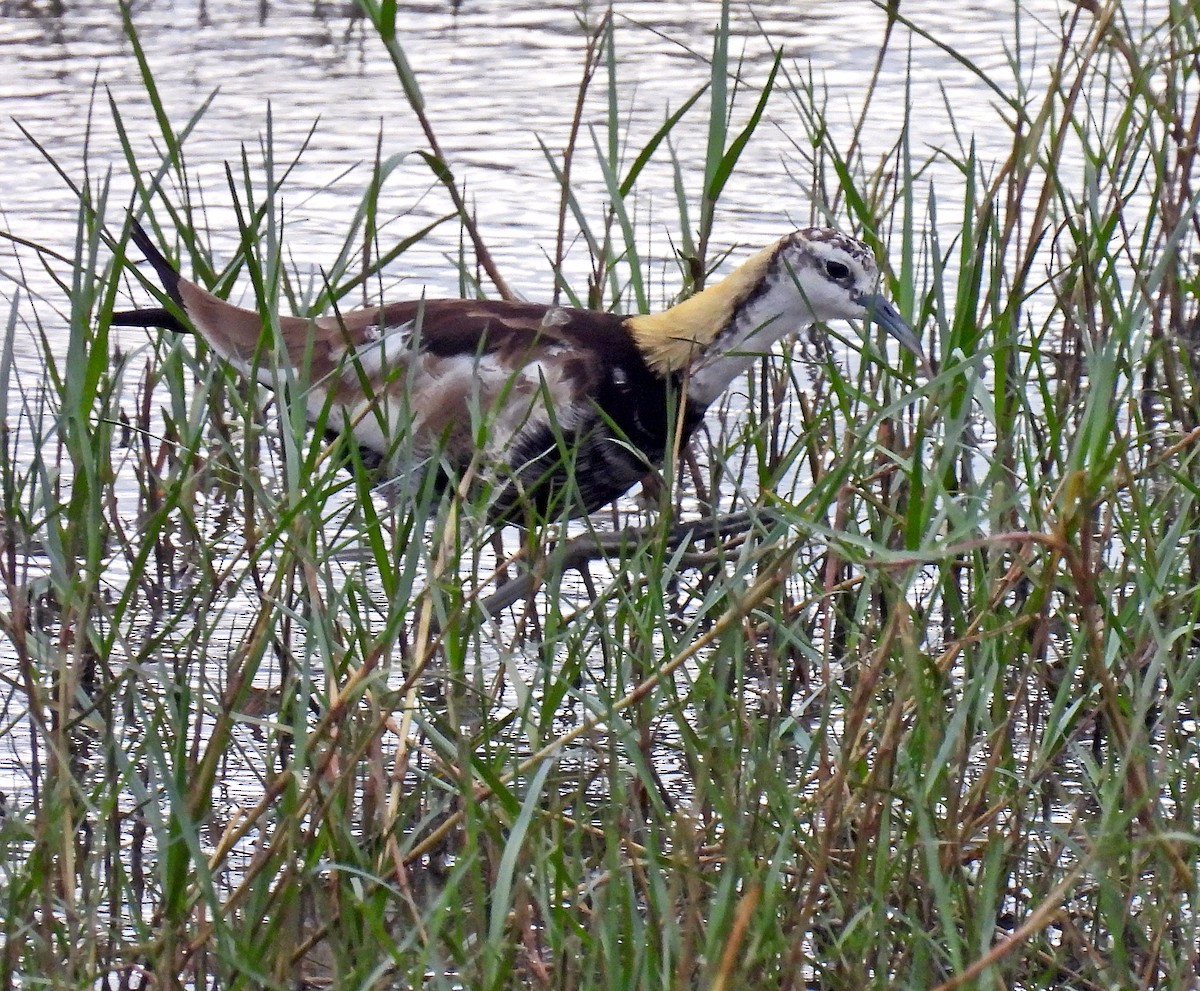 Pheasant-tailed Jacana - Simon Hitchen