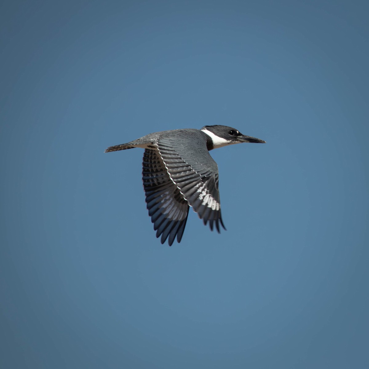 Belted Kingfisher - ML625546370