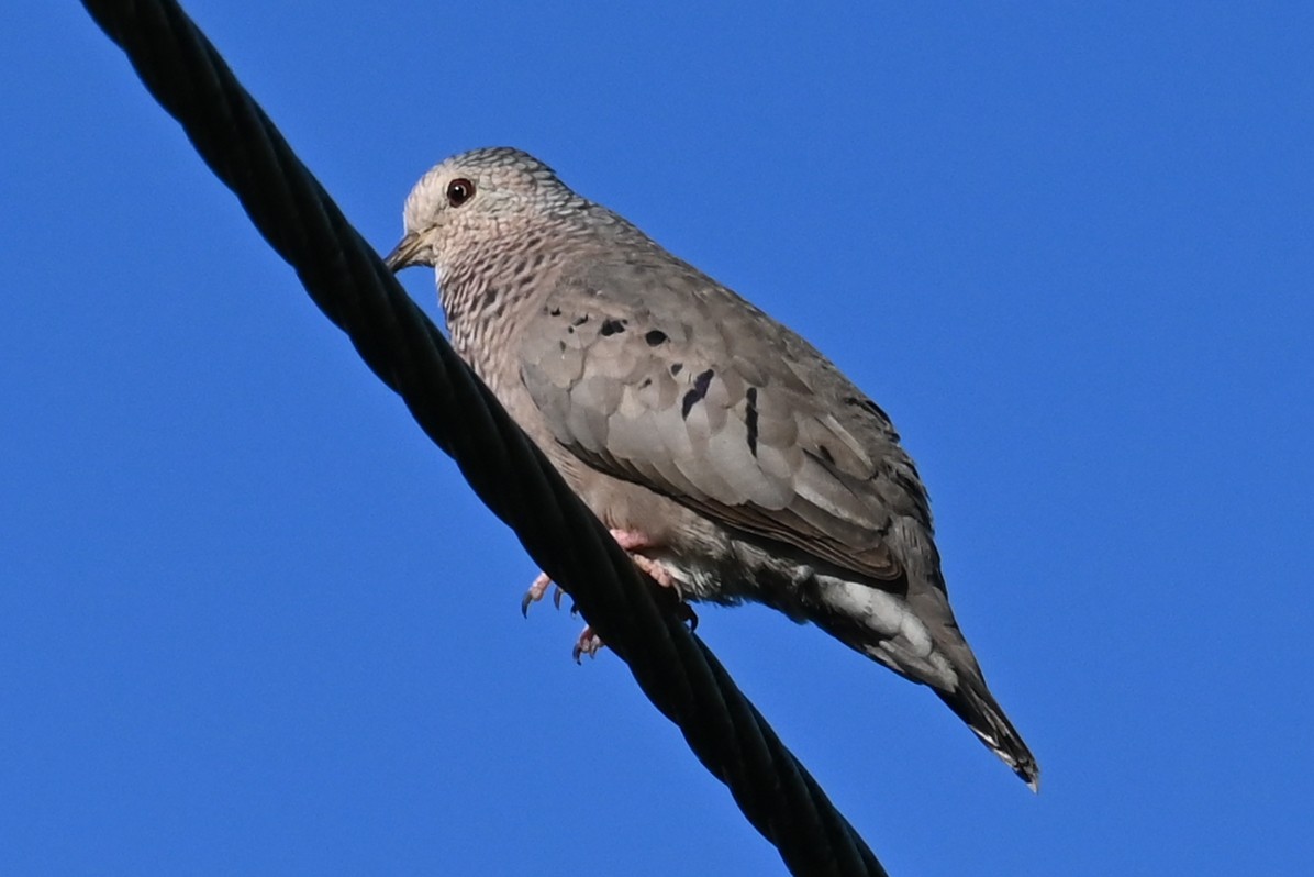 Common Ground Dove - Cathy Pasterczyk