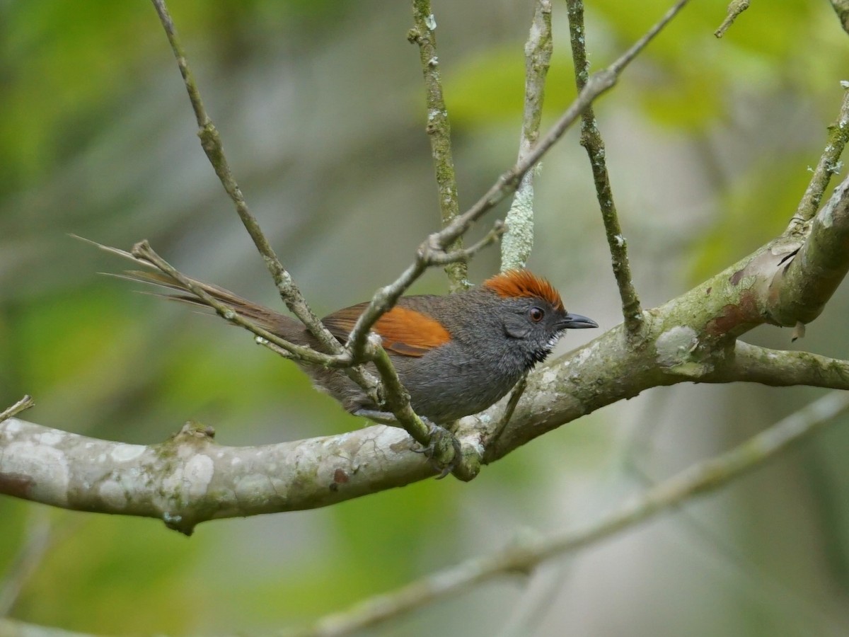 Spix's Spinetail - ML625546441