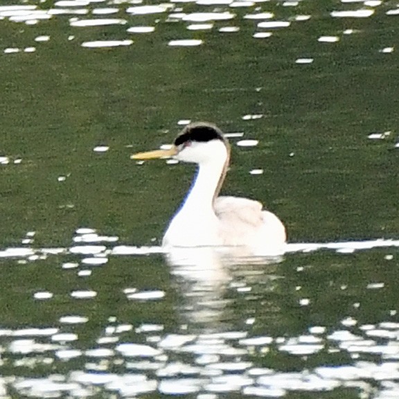 Clark's Grebe - ML625546539