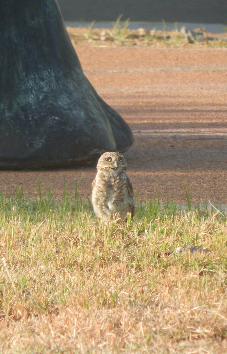 Burrowing Owl - ML625546571