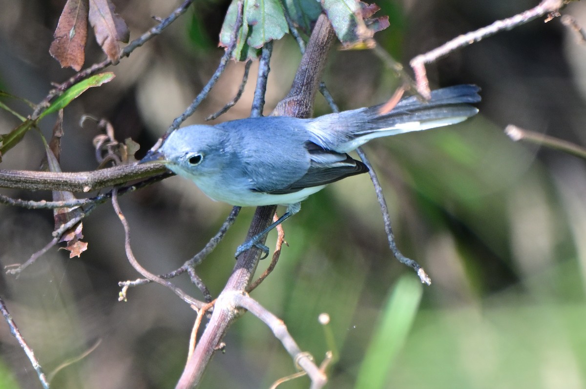 Blue-gray Gnatcatcher - ML625546582