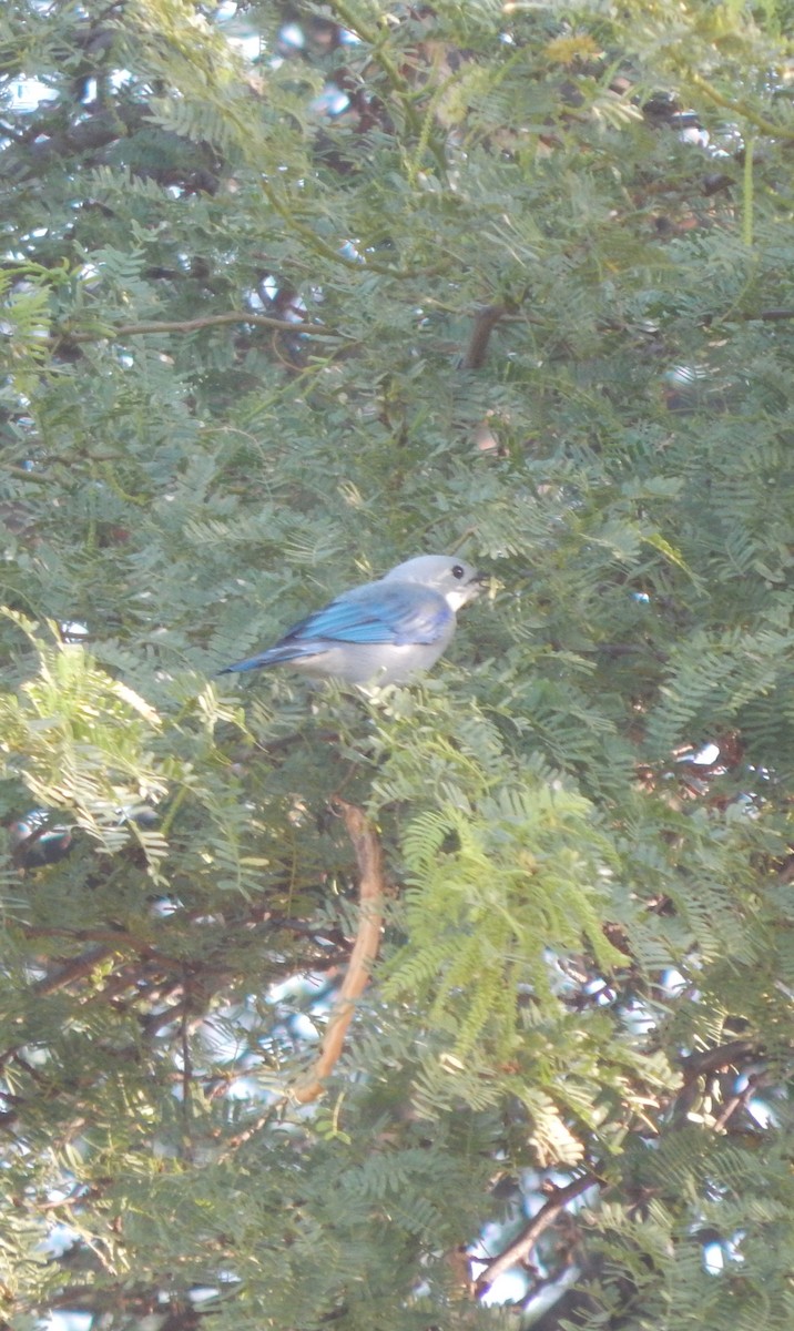 Blue-gray Tanager - ML625546589