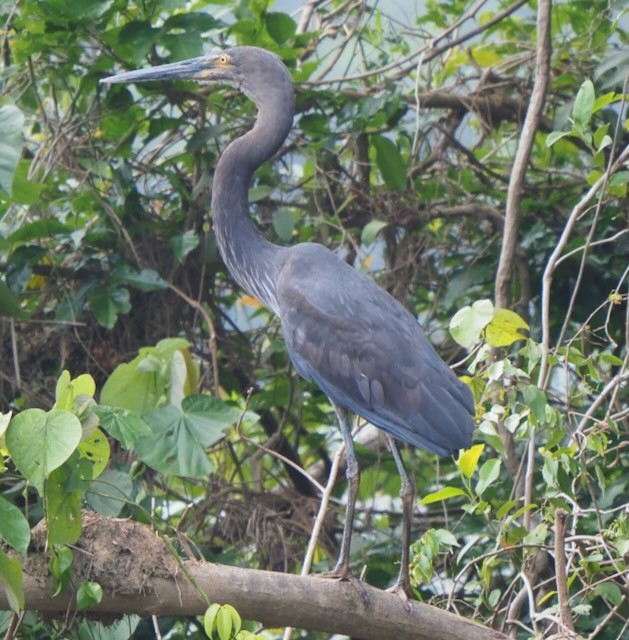 Garza de Sumatra - ML625546649