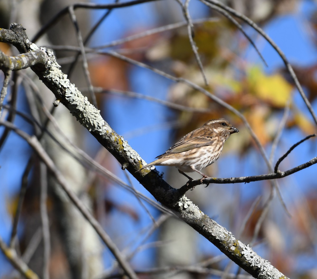 hýl nachový - ML625546711