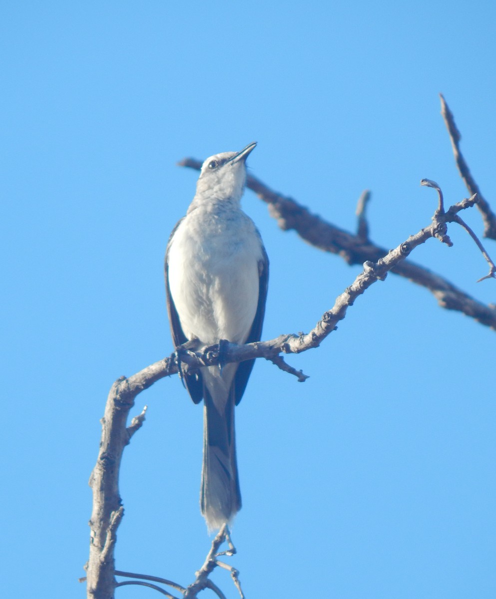 Tropical Mockingbird - ML625546745