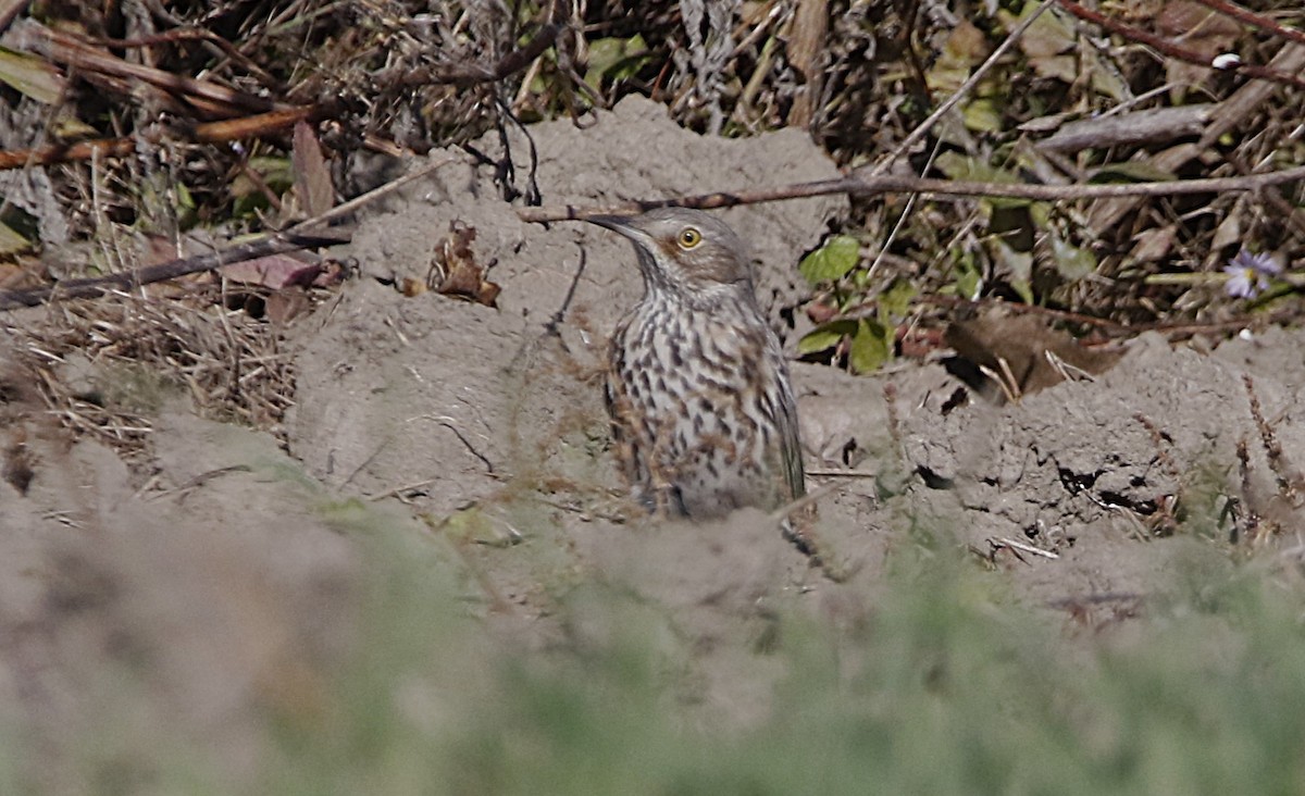 drozdec horský - ML625546903