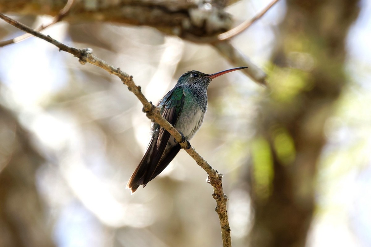 Honduran Emerald - ML625546933