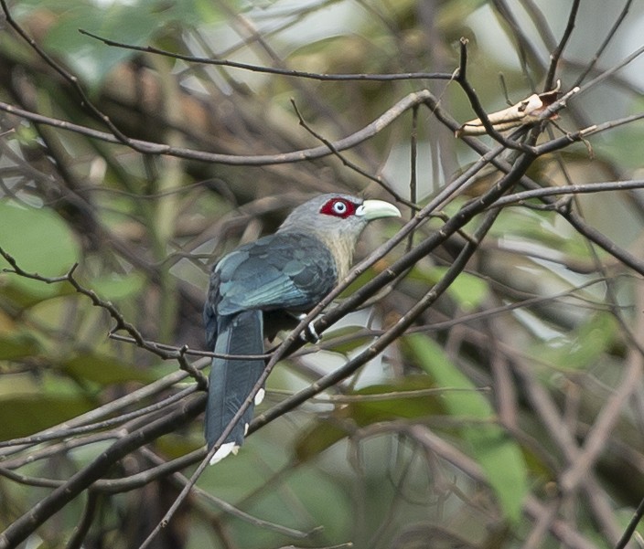 Black-bellied Malkoha - ML625546953