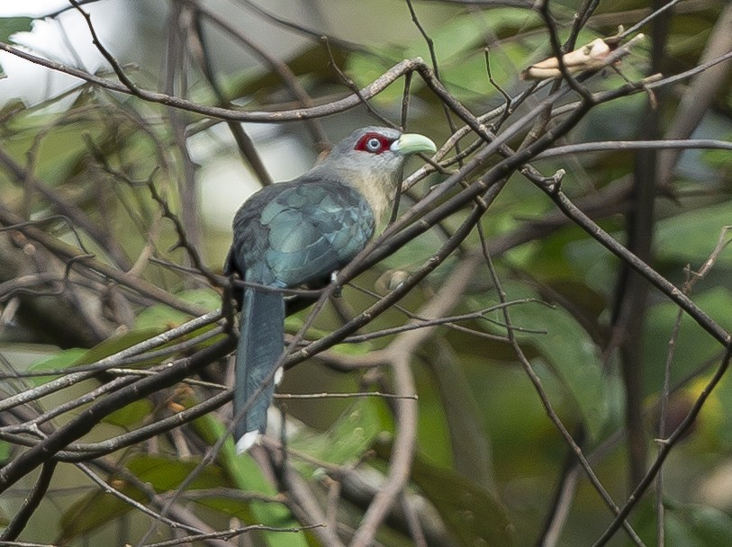 Black-bellied Malkoha - John Richardson