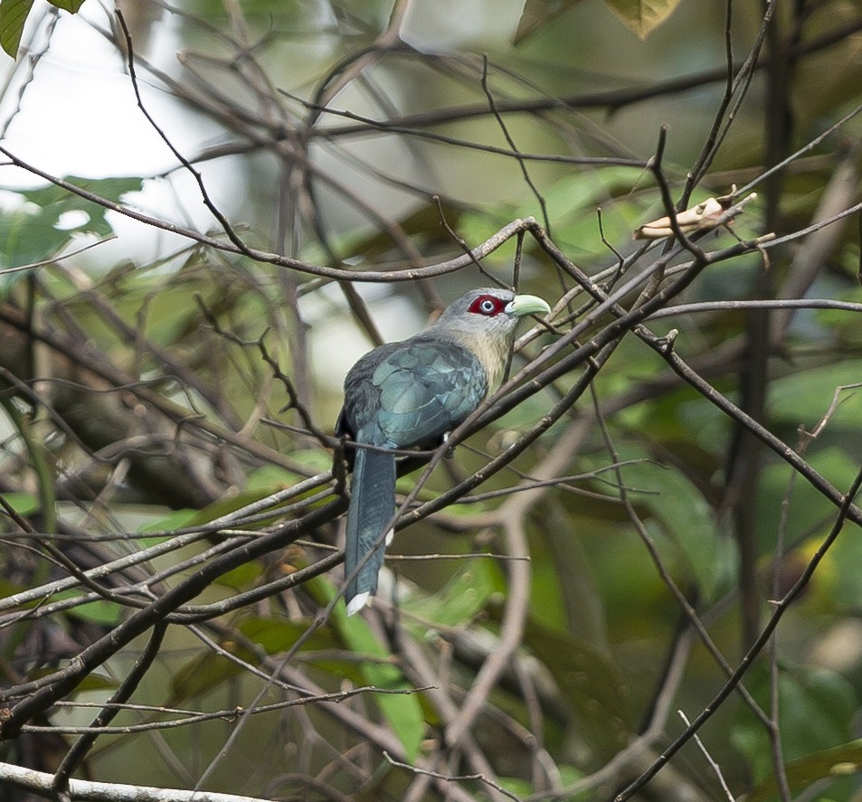 Black-bellied Malkoha - ML625546957