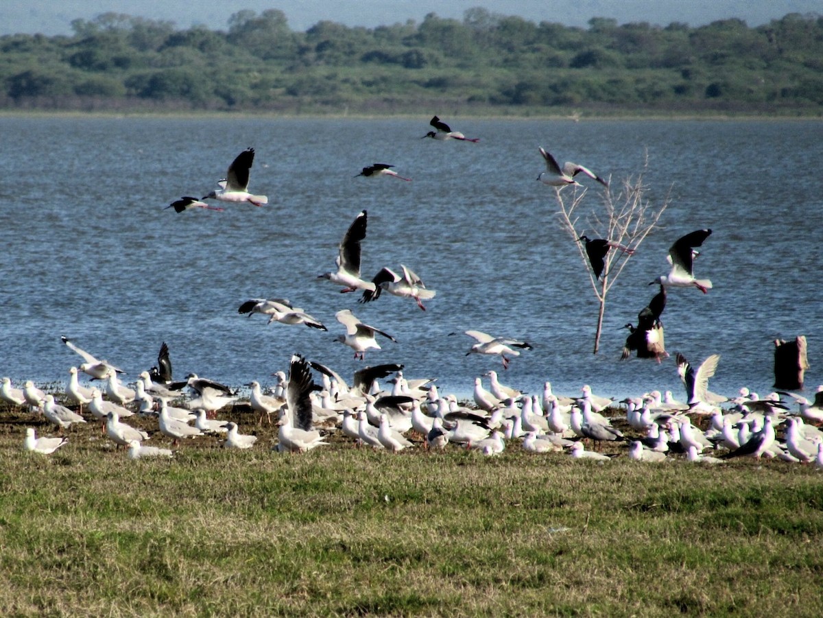 Gray-hooded Gull - ML625546981