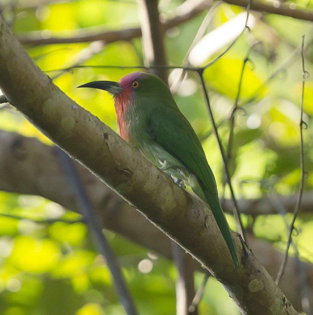 Red-bearded Bee-eater - ML625546991