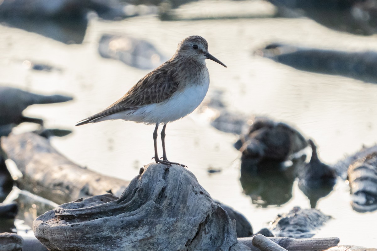 Baird's Sandpiper - Cristian Larrere