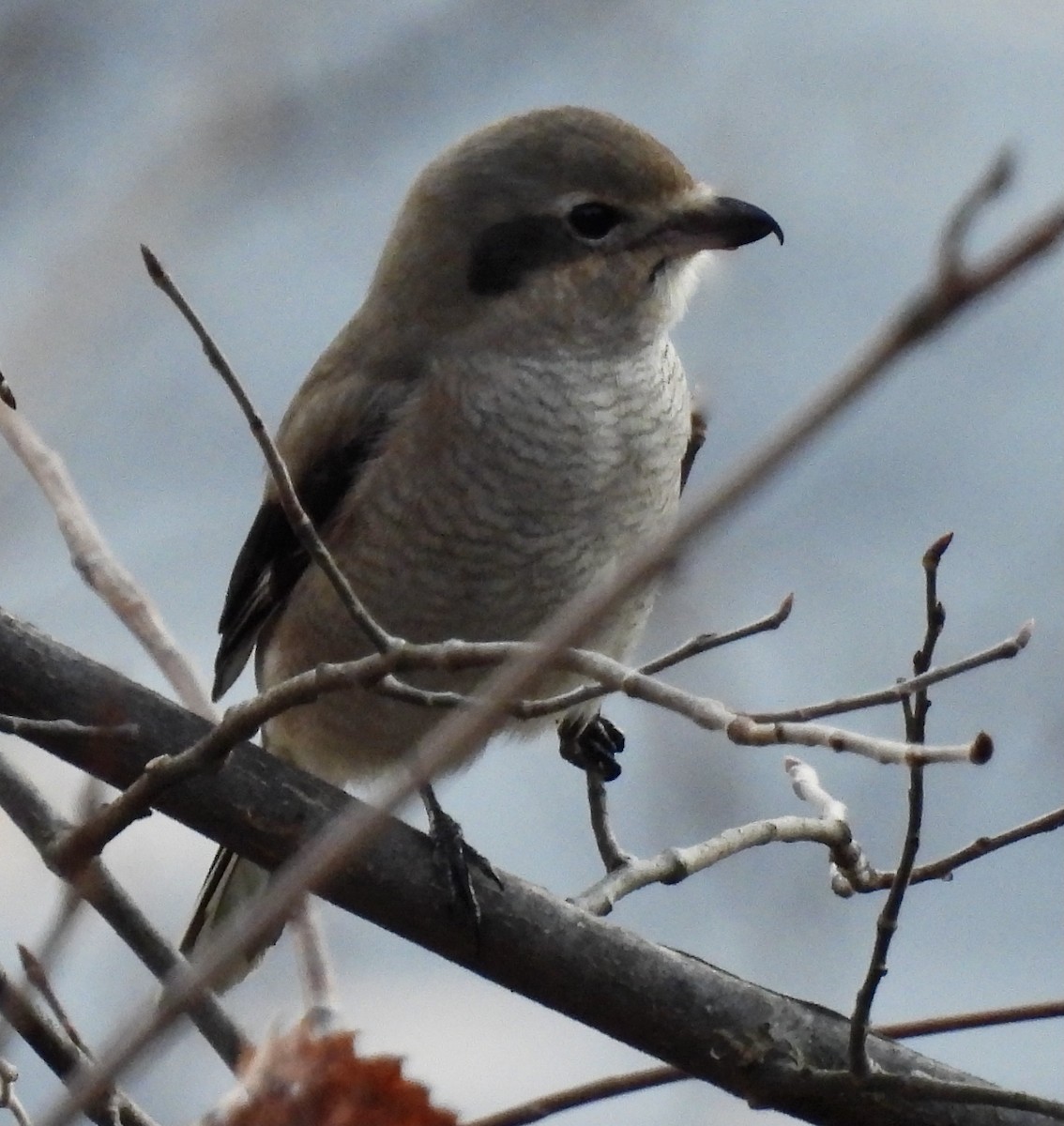 Умардын дунхай - ML625547137