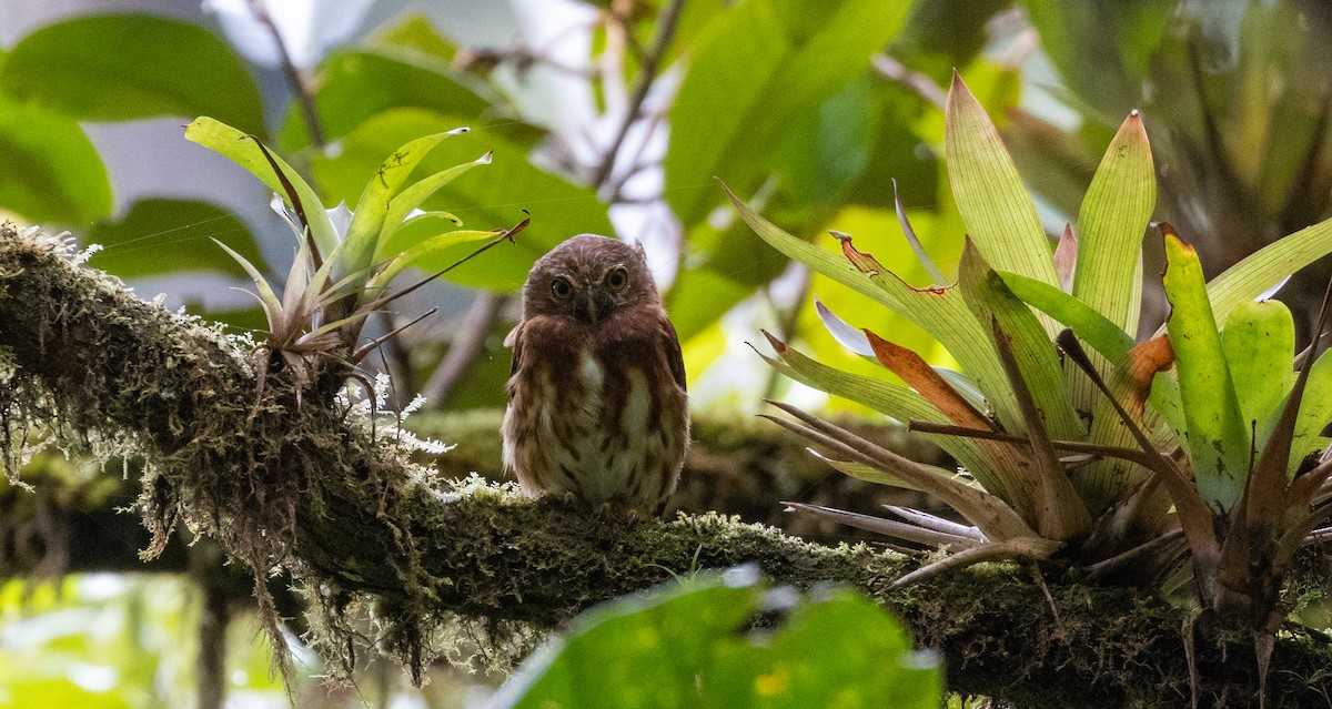 Cloud-forest Pygmy-Owl - ML625547163