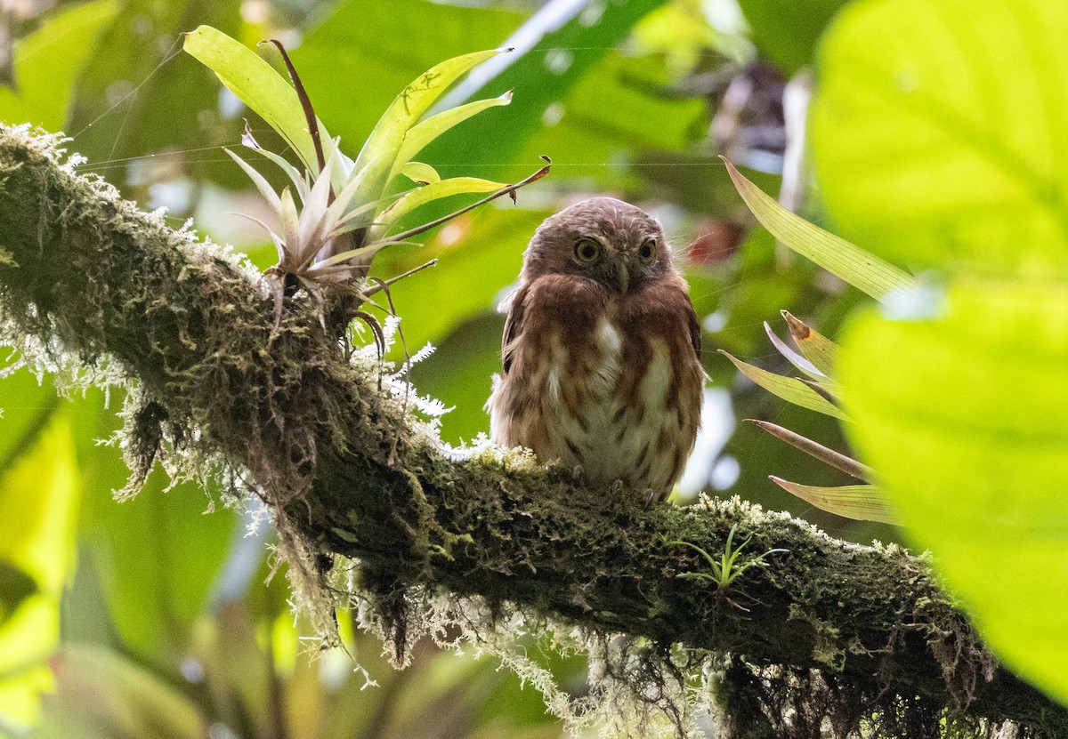 Cloud-forest Pygmy-Owl - ML625547164