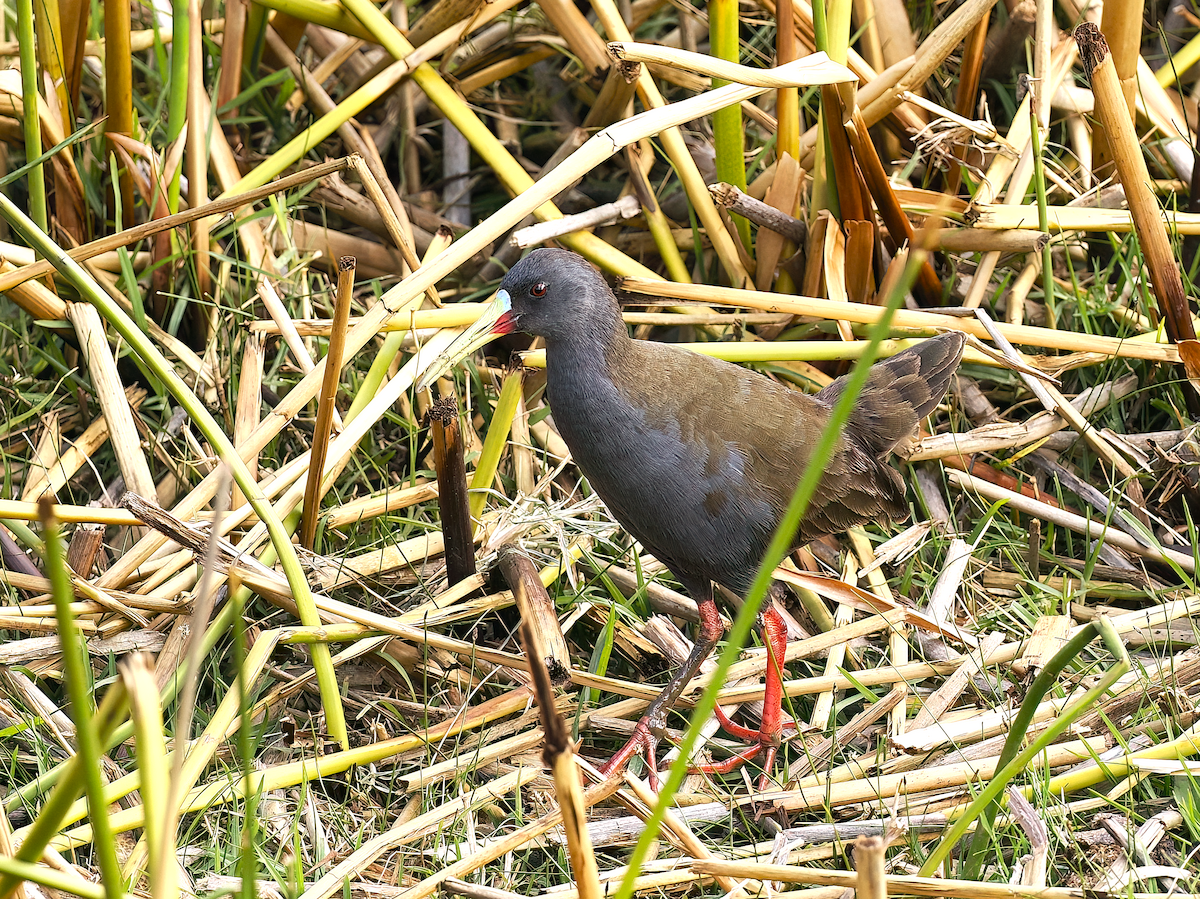 Râle à bec ensanglanté - ML625547202