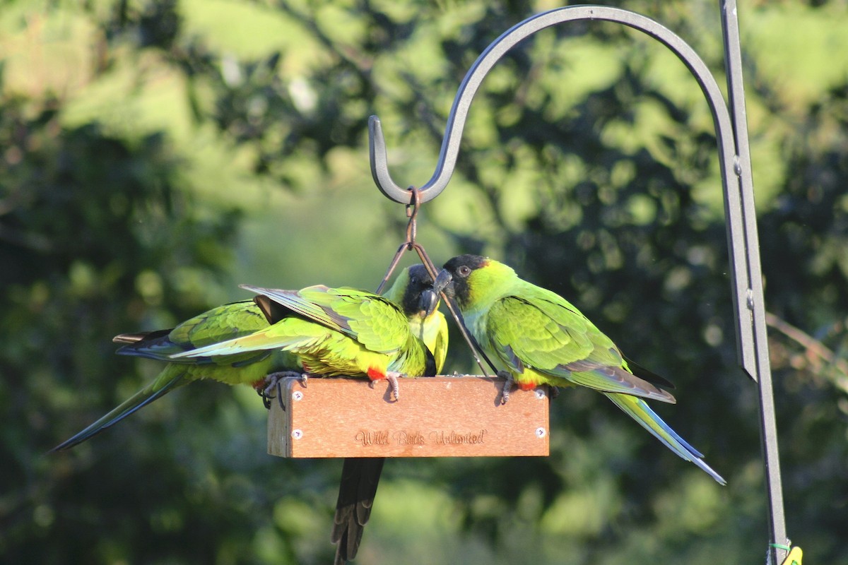 Nanday Parakeet - ML625547271