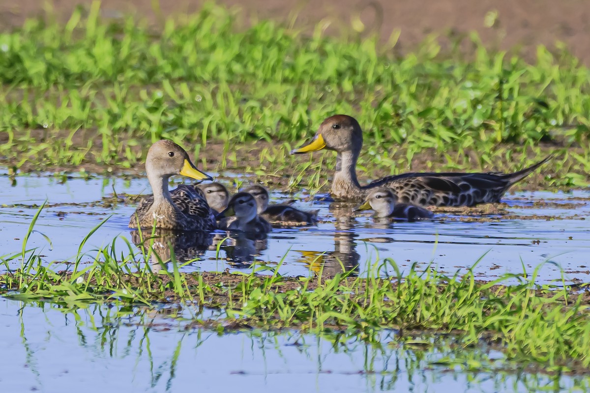 Yellow-billed Pintail - Amed Hernández