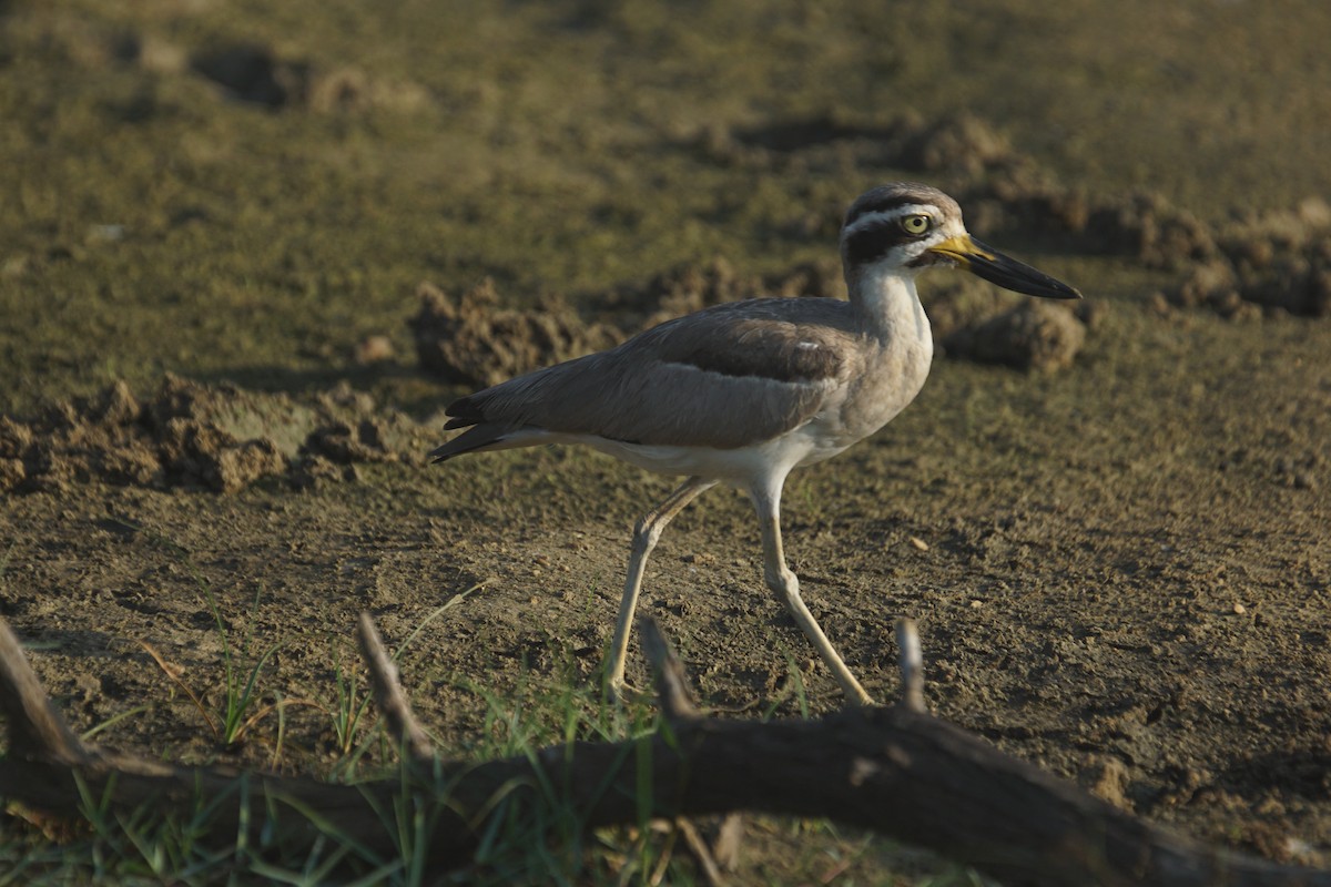 Great Thick-knee - Mike Pennington