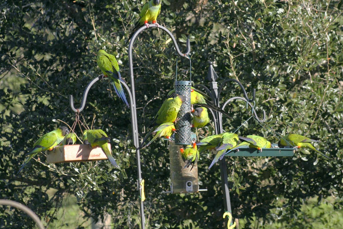 Nanday Parakeet - ML625547390