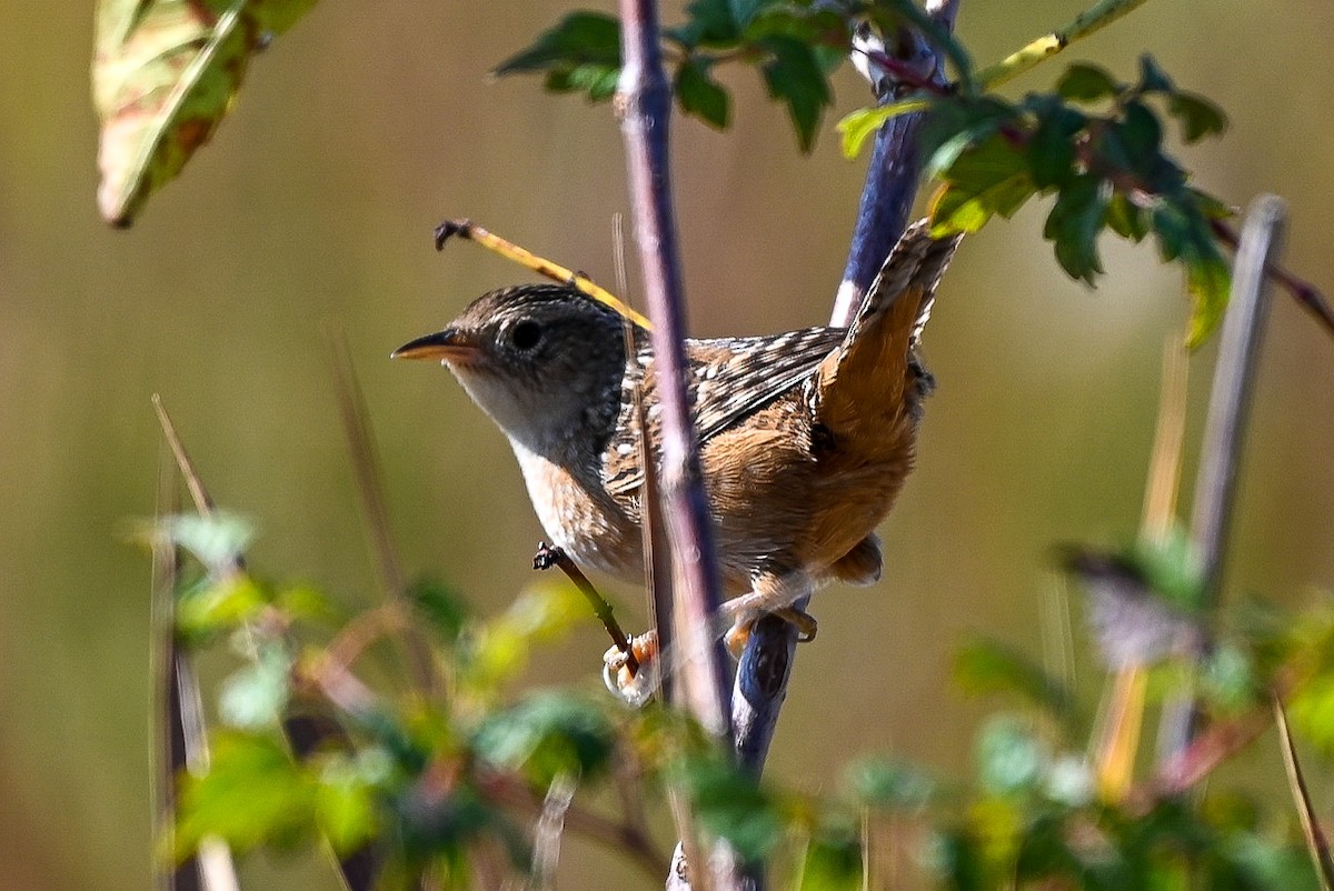 Sedge Wren - ML625547744