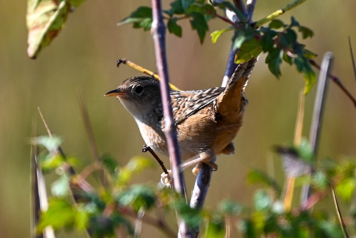 Sedge Wren - Patty Masten