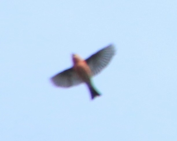 White-winged Crossbill - ML625547747