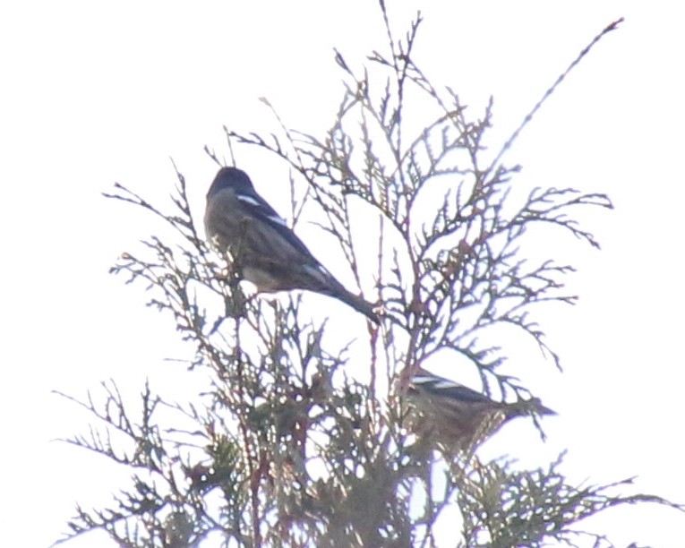 White-winged Crossbill - ML625547748
