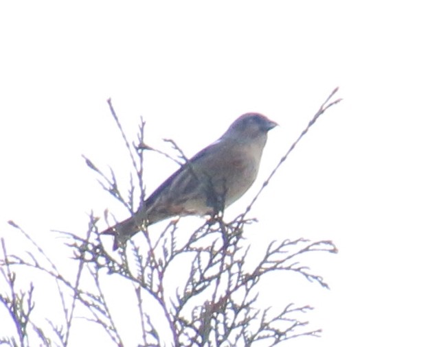 White-winged Crossbill - ML625547749