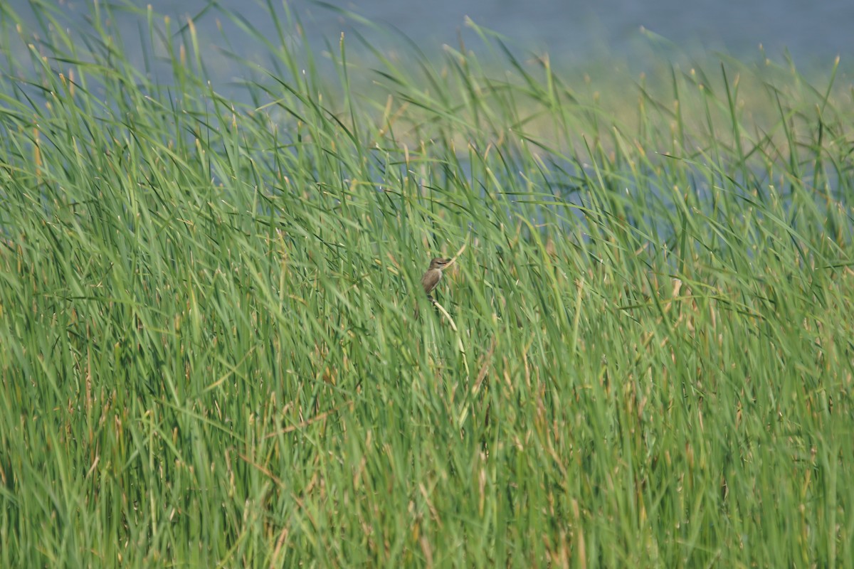 Clamorous Reed Warbler - ML625547772